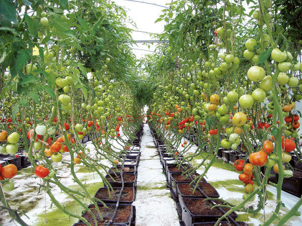 Tips For Growing Hydroponic Tomatoes – Gardening Solutions