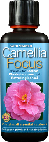 Camellia Focus