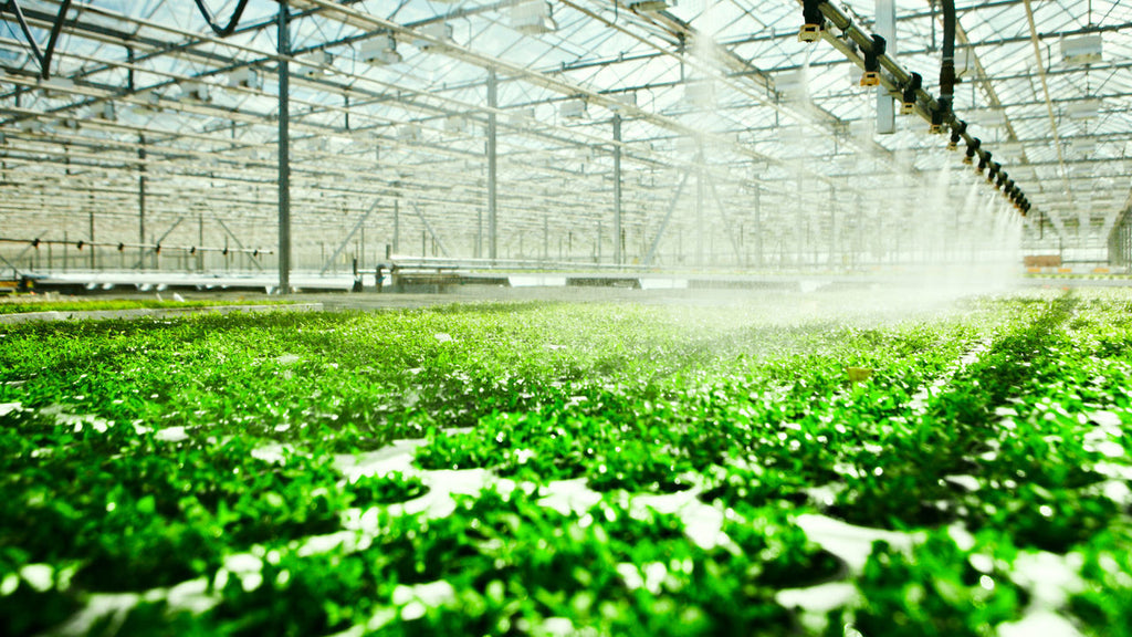 What is hydroponics?