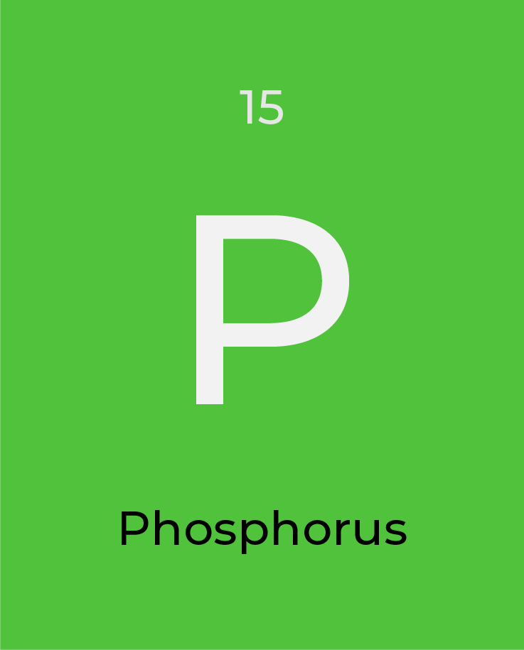 What is (are)… Phosphorous and Potassium