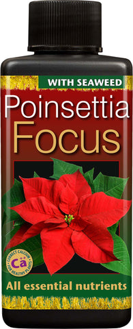 Poinsettia Focus