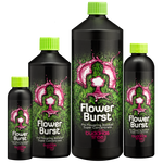 Buddhas Tree - Flower Burst - NPK Technology Hydroponics